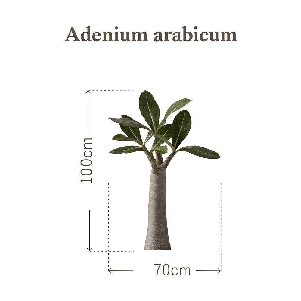 Botanical Sticker | Adenium Arabicum | HMST-BTS-M01